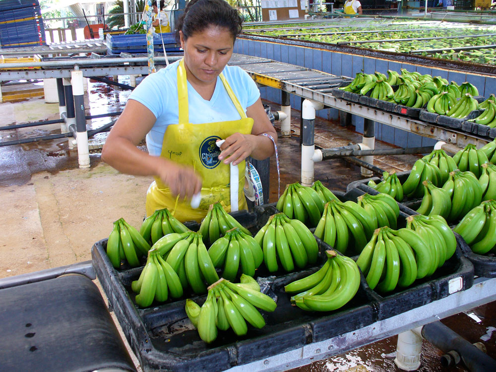 soluri banana cultures